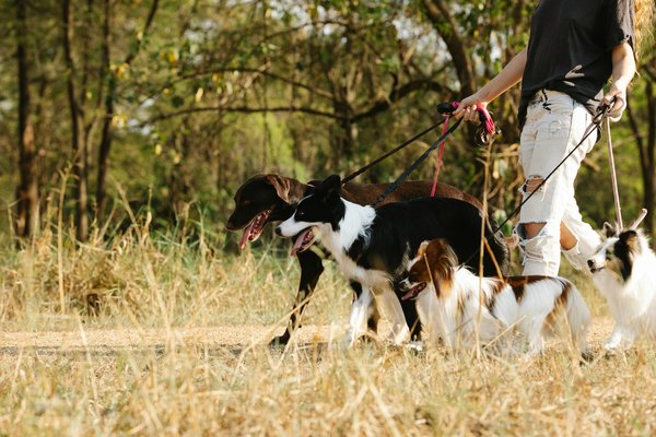 Mastering Obedience: Top Training Strategies for Doberman Pinschers to Shine in Competitions